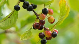 Крушина. Поёт Валентина  Дробышева