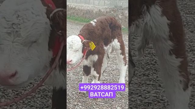 03 03 2024 ГУЛОЧИНИ СЕМЕНТАЛИ ЭЛИТА АРГИНАЛ ЗОТИ ШИРИ 7 РУЗА ПРИВАЗНОЙ смотреть онлайн