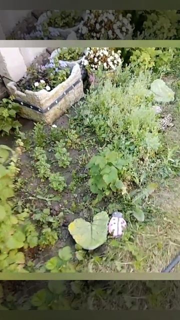 Гусь из цемента смотреть онлайн