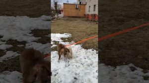 Смешная борьба за мячик собачек: щеночка аусси Каси и пуделя Перси.