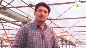 Выращивание рассады огурца в теплице