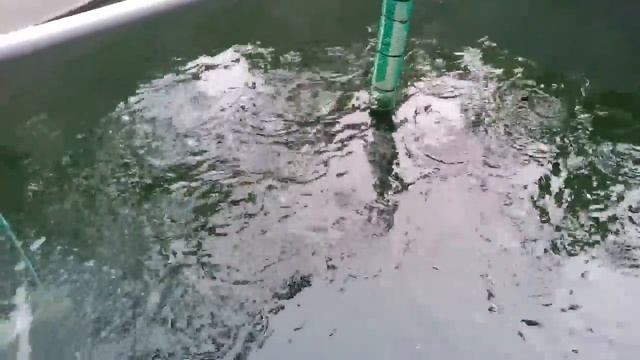 How much Molasses Should Use In 1000 L Biofloc Tank смотреть онлайн