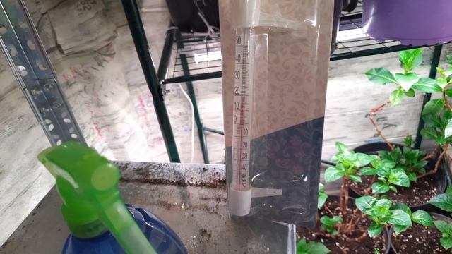 Результат зимовки крупнолистных гортензий на балконе в квартире. 12.03.24 смотреть онлайн