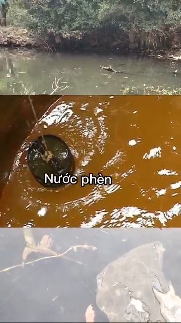 3 Nguồn Nước Sau Không Nên Tưới Cây #shorts