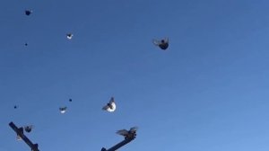 голуби Мариуполь  попов