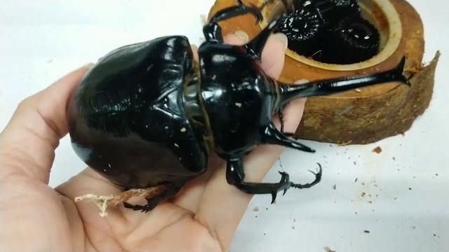 World's heavyweight insect beetle ?!! Megasoma mars (origin:Peru) смотреть онлайн