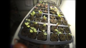 Germinating Brassica Family Plants with Spider Farmer LED Grow Light: Urban Hydroponics - Aeroponic