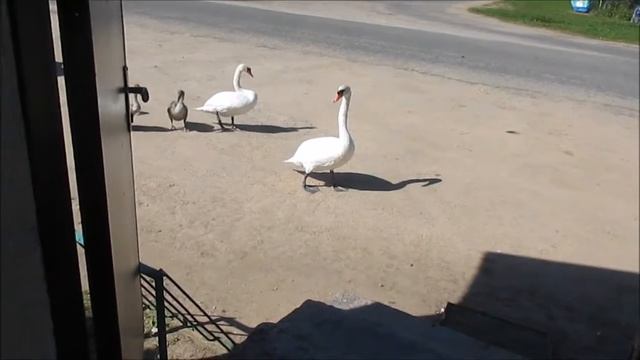 Лебеди спешат в магазин смотреть онлайн