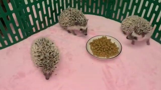 Наши колючие дружочки и как они всем интересны. смотреть онлайн