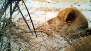 Beretta Xtreme Duckers Flyway Report