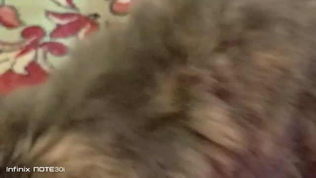 Достаём кроличью лапку. смотреть онлайн