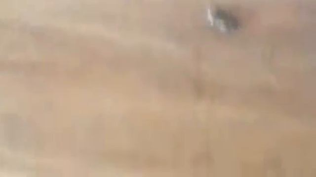 Бермудский треугольник/Клео,Клодин,Тук и... ХОМЯК!! смотреть онлайн