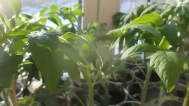 Помидоры #рассада #видео #рассададлятеплицы #рассадапомидор #огород