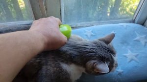 Паровая массажная щетка для животных 3 в 1 Для вычесывания собак и кушек с паром SPRAY MASSAGE BRUS