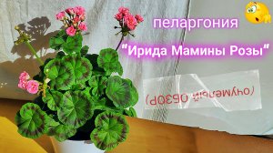 Пеларгония карликовая "Ирида Мамины Розы". Обзор.