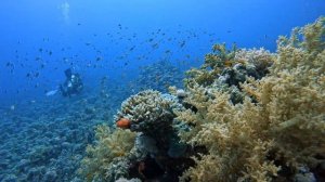Aquarius Diving @ Thomas Reef & Ras Ghamila Reef with OGDT 13-5-23