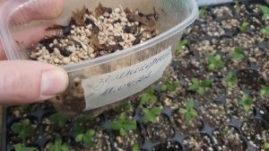 Клен зеленокорый сеянцы из семян