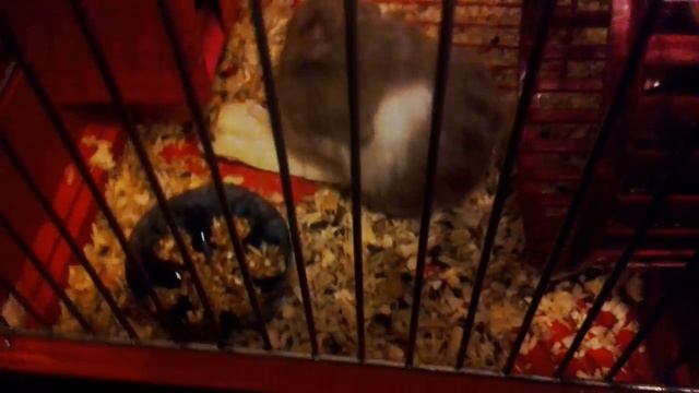 Хомяк дурак!!!!!!😂😂😂😂😂😂😂😂😂 смотреть онлайн