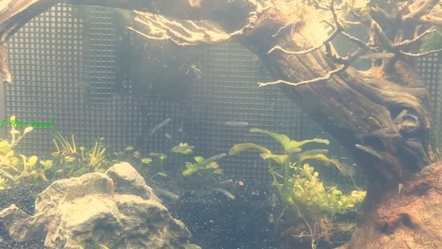 Danionella Cerebrum cá dài 12mm phát ra âm thanh to như máy bay смотреть онлайн