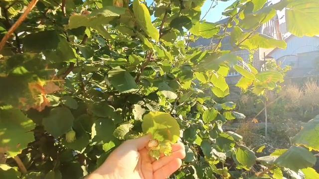 Фундук в Мариуполе.Снято Андреем Высоцким.Подписывайтесь на его канал по ссылке под видео. смотреть онлайн