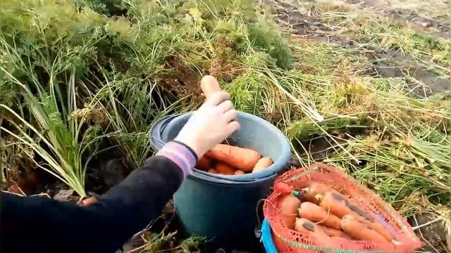 Сбор моркови)))Тонны моркови))) смотреть онлайн