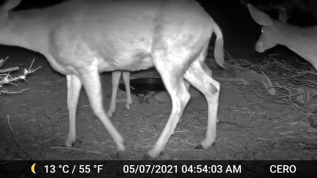 Backyard Wildlife #18 - Coyote catches a mouse! Mule Deer drain the basin смотреть онлайн