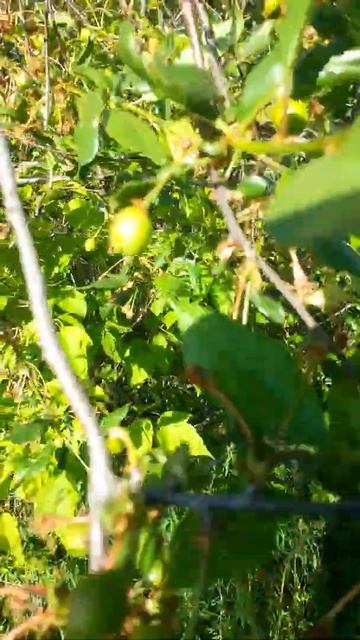 Это плоды крупной вишни, а может быть это и черешня, Второго Июня + смотреть онлайн