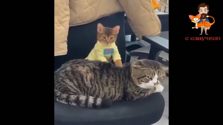 ПРИКОЛЫ С КОТАМИ! Самая смешная озвучка животных! ТЕСТ НА ПСИХИКУ! РЖАКА ДО СЛЕЗ!