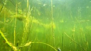 Подводная охота. Чистейшее озеро полное рыбы