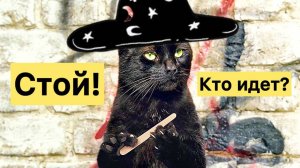 Черный кот перешел дорогу: Удача или неприятность