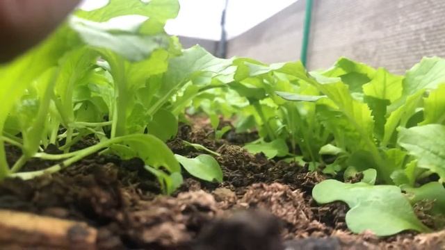 Green 김치 осенняя корейская капуста. Кимчи из свежих молодых листьев.