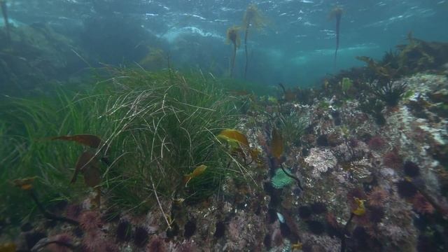 01 MaPP Seagrass Training: Intro смотреть онлайн