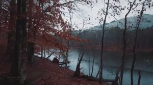 Спокойная прогулка под дождем на природе. Звуки дождя для сна и учебы. Спокойная прогулка под дождем