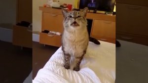 кот чихнул и взорвал все вокруг