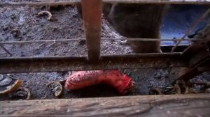 Видео из телеграмм Макс Ващенко