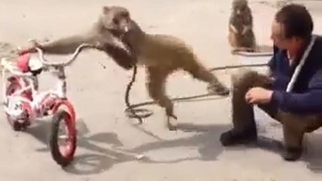 Наглая Обезьяна cheeky monkey смотреть онлайн