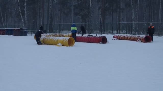 Павлова Алиса и метис Буч на туннельных соревнованиях 10.01.15 смотреть онлайн