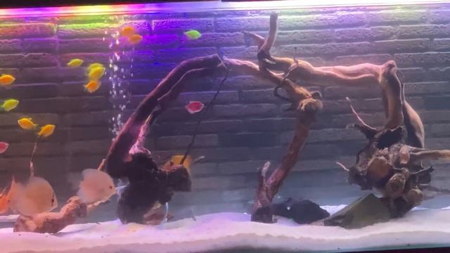 Yellow,Red,Green Widow & Discus смотреть онлайн