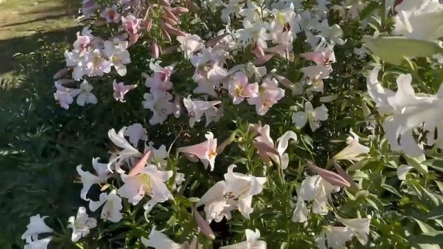 Наталя Фаліон. Лісапетний батальйон - Прекрасні лілії.