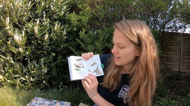 #EssexWildlifeTV - The Ringed Plover смотреть онлайн