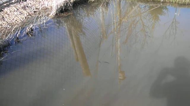 dva tritona смотреть онлайн