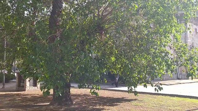 Шелковица смотреть онлайн