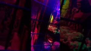 Сочи. Ривьера парк . замок ужасов.