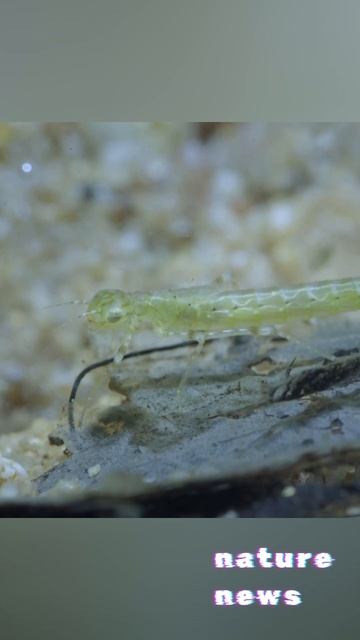 Охота нимфы стрекозы Новости природы