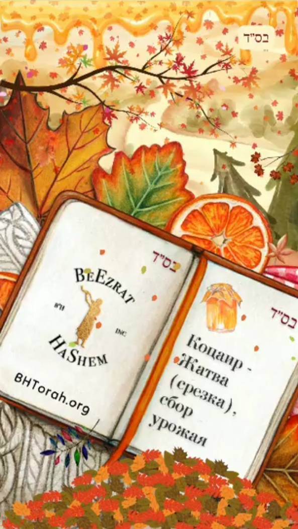 3️⃣ Коцаир 🌾 Жатва (срезка), сбор урожая (3)