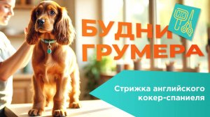 Будни грумера:Стрижка английского кокер-спаниеля