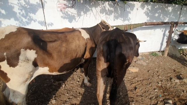 Уч-Коргон.Мал.Кой.Бука базар. смотреть онлайн