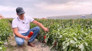 Перец типа КАПИЯ  ПР 3151 Корнелия F1 для открытого грунта и теплиц