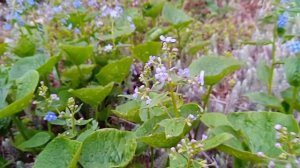 Незабудки, красивая песня. На видео незабудки в моём саду, зацвели в конце апреля #цветы #незабудка