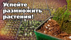 Черенкование декоративных культур. Можно получить множество бесплатных растений